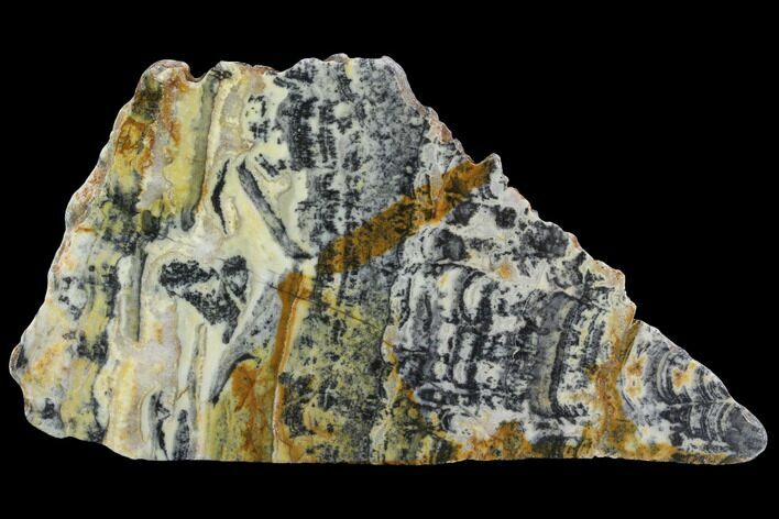 Proterozoic Age Columnar Stromatolite (Asperia) Slab - Australia #96253